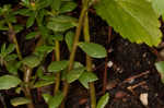 Paraguayan purslane